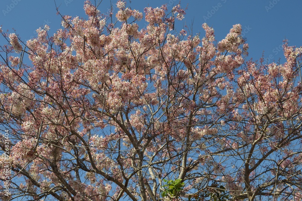 pink flowers and branches against sky
