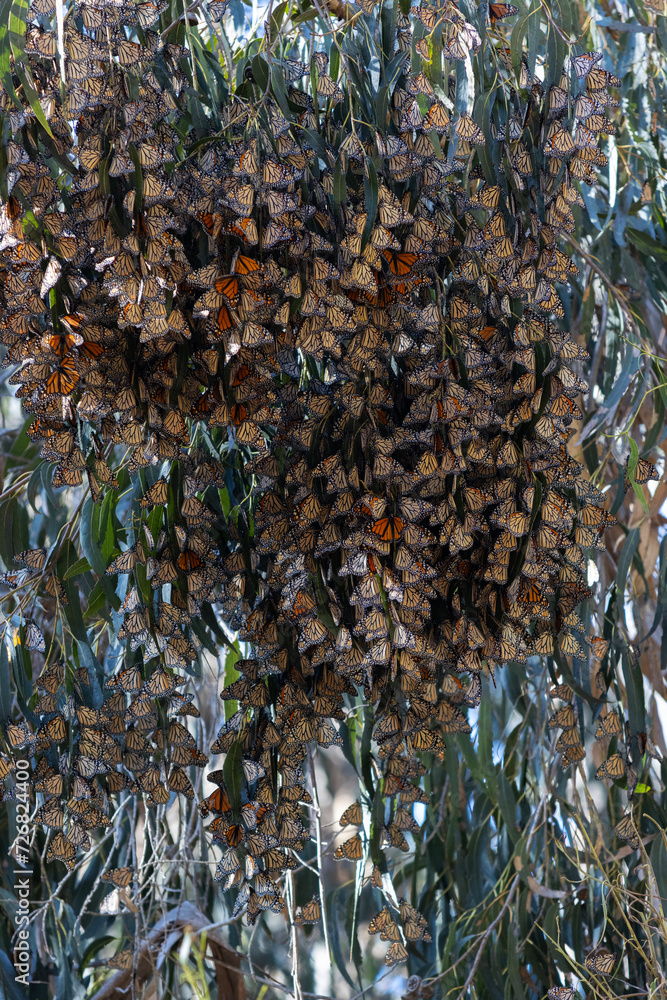 Overwintering Monarch Butterflies in a Eucalyptus Tree