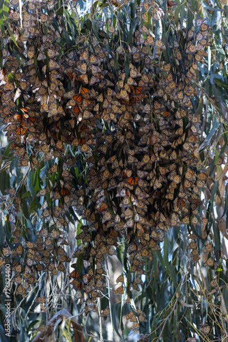 Overwintering Monarch Butterflies in a Eucalyptus Tree