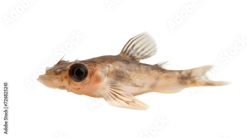 Close Up of Fish on White Background