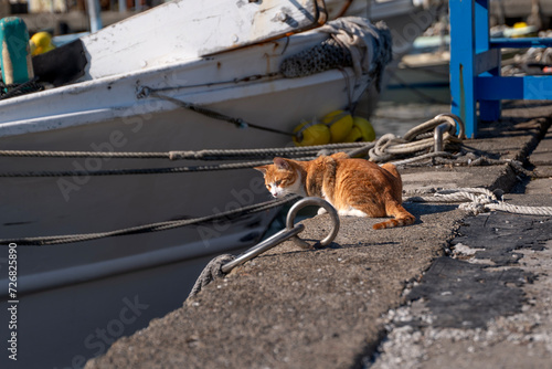 Konstfotografi 漁港の猫
Cat photographed at the fishing port