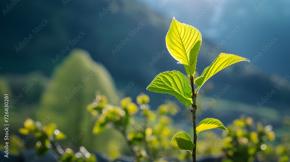 In the spring garden a baby seedling stood tall its vibrant green leaf catching the warm sunlight creating a beautiful mono tree against the picturesque mountain backdrop a perfect fusion In the spring garden a baby seedling stood tall its vibrant green leaf catching the warm sunlight creating a beautiful mono tree against the picturesque mountain backdrop a perfect fusion