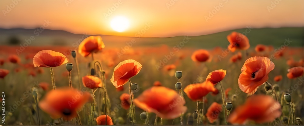 Field of poppies. Photo. Background.