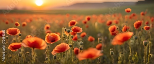 Field of poppies. Photo. Background.