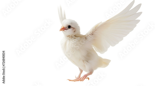 Majestic White Bird With Spread Wings