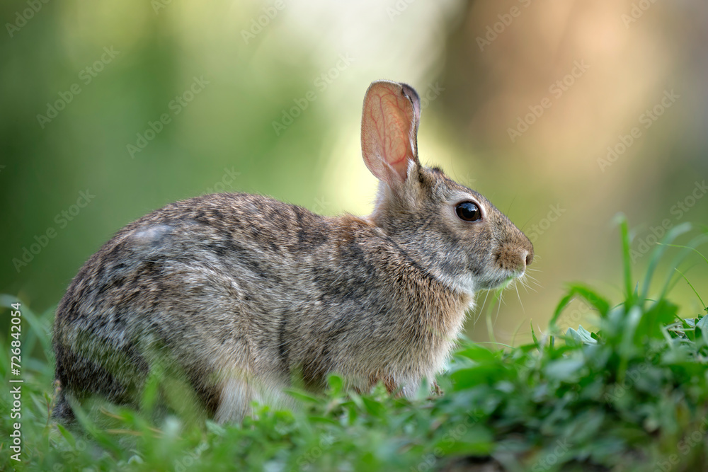 Grey small hare eating grass on summer field. Wild rabbit in nature Grey small hare eating grass on summer field. Wild rabbit in nature
