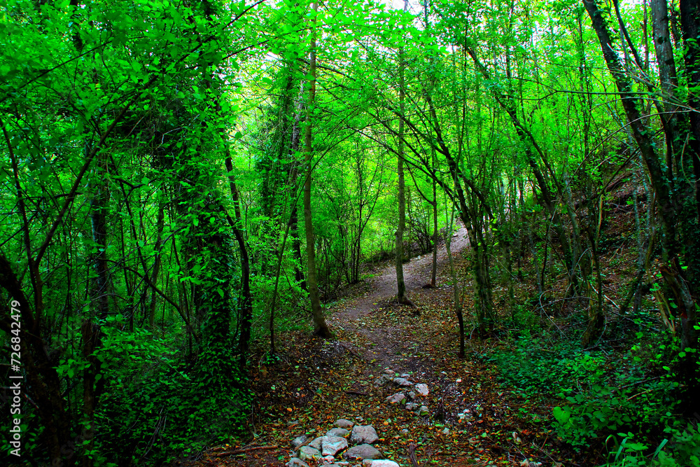 Refreshing view from Sarnano at the road to Cascata del Pellegrino winding through a thick thicket of dark thin tall trees topped by green foliage, having grey stones, fallen leaves in the foreground Refreshing view from Sarnano at the road to Cascata del Pellegrino winding through a thick thicket of dark thin tall trees topped by green foliage, having grey stones, fallen leaves in the foreground