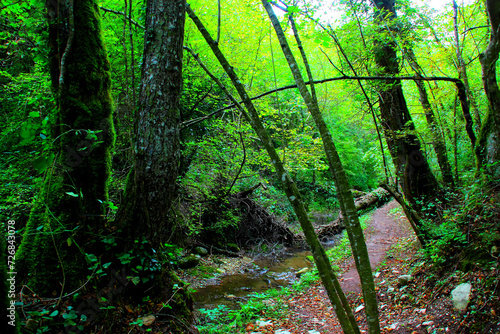 Energizing scenery from Sarnano with the terraneous path to Cascata del Pellegrino standing beside a small river with gurgling water  musky rocks  a fallen tree  enclosed by big trunks and greenery