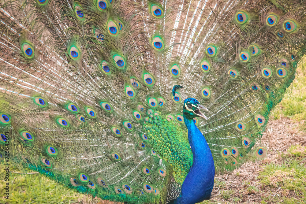 Naklejka premium Regal peacock unveils its extensive and colourful plumage