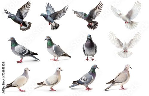 collection of Pigeon flying high resolution on transparency background PNG