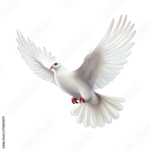 Full size dove on transparency background PNG