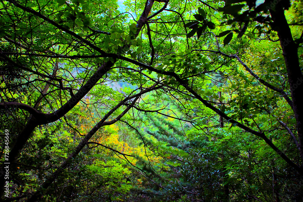 Inspiring scenery from Eremo di Soffiano near Sarnano in the Sibillini Mountains with a grove of tightly packed trees with their mostly green, fresh foliage and shadowed dark trunks in the foreground Inspiring scenery from Eremo di Soffiano near Sarnano in the Sibillini Mountains with a grove of tightly packed trees with their mostly green, fresh foliage and shadowed dark trunks in the foreground