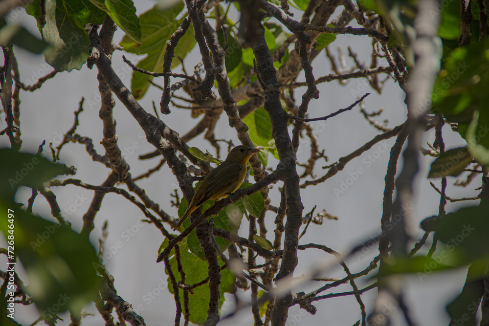 Camouflaged bird among the leaves of the trees Camouflaged bird among the leaves of the trees