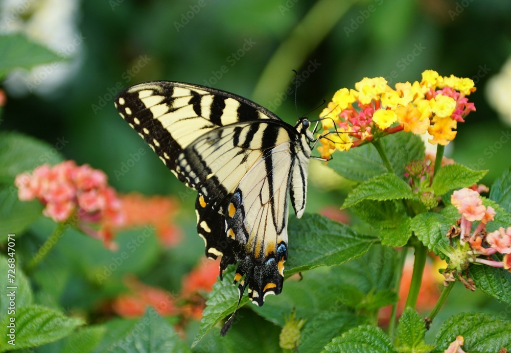 Close up of the Eastern swallowtail butterfly on the yellow Lantana flowers Close up of the Eastern swallowtail butterfly on the yellow Lantana flowers