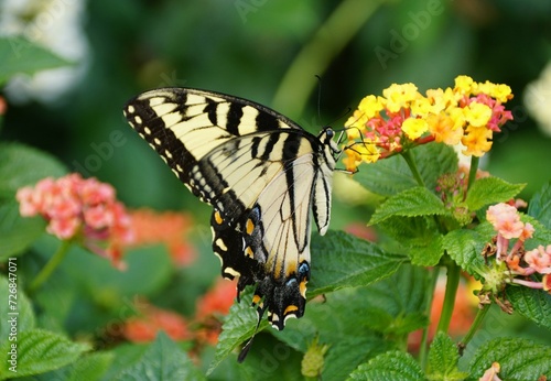 Close up of the Eastern swallowtail butterfly on the yellow Lantana flowers © K.A