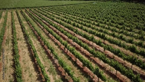 Vast Landscape Of Winery Rows In Constantia, Cape Town, South Africa. Aerial Drone Shot photo