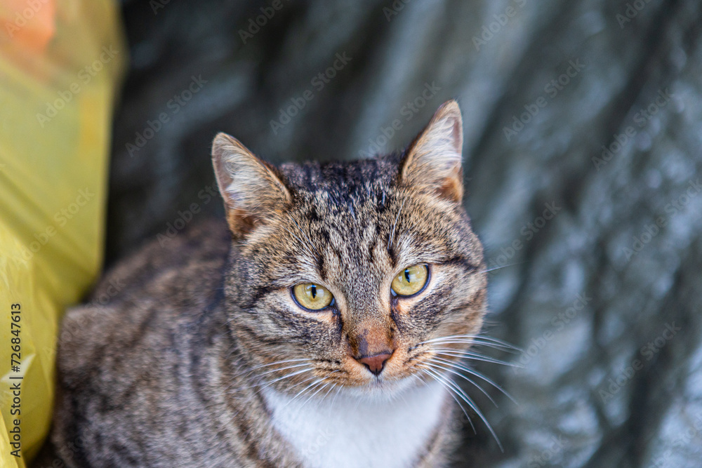 cat looking ahead, close-up view
cat looking ahead, close-up view