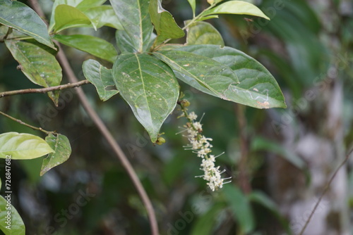 Macadamia ternifolia (small fruited Queensland nut, gympie nut) flower. skin care, anti-aging treatments, nail care, and aromatherapy.