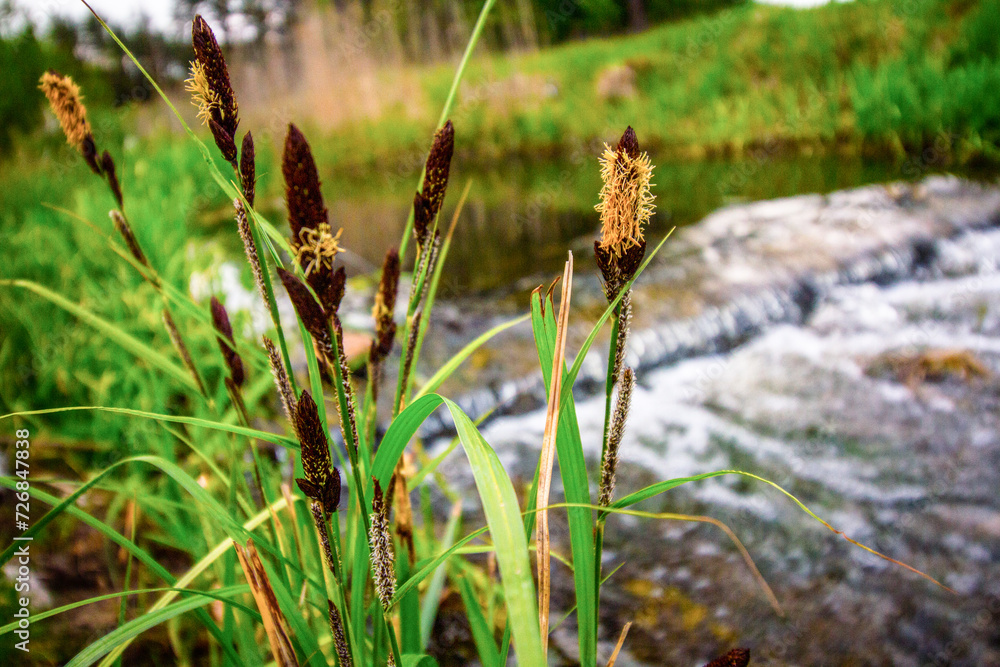 Green river plant Acorus Calamus, calamus, calamus plant and river in the background, summer time
Green river plant Acorus Calamus, calamus, calamus plant and river in the background, summer time