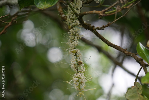 Macadamia ternifolia (small fruited Queensland nut, gympie nut) flower. skin care, anti-aging treatments, nail care, and aromatherapy. photo