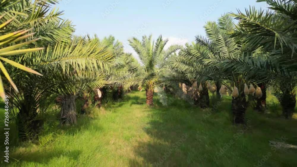 A date palm garden with hundreds of date palm trees captured in an aerial shot. A date palm garden with hundreds of date palm trees captured in an aerial shot.