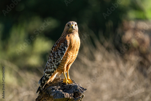 Red-shouldered Hawk sitting on a stump in Pinnacles National Park, California.
