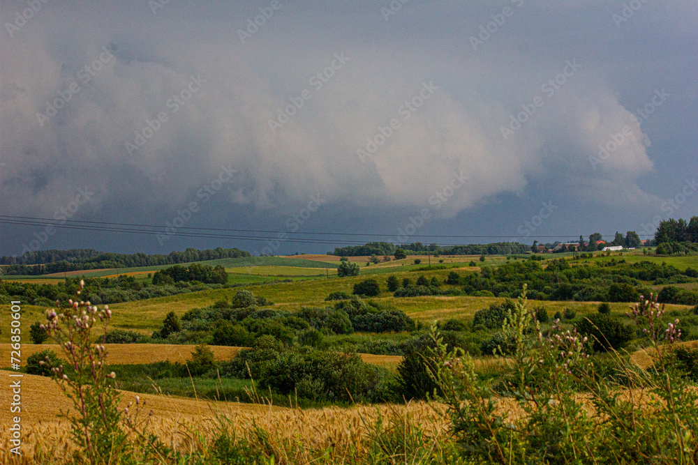 Fototapeta premium Golden ears of ripe wheat in the field 