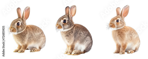 Collection of PNG. Rabbit isolated on a transparent background.