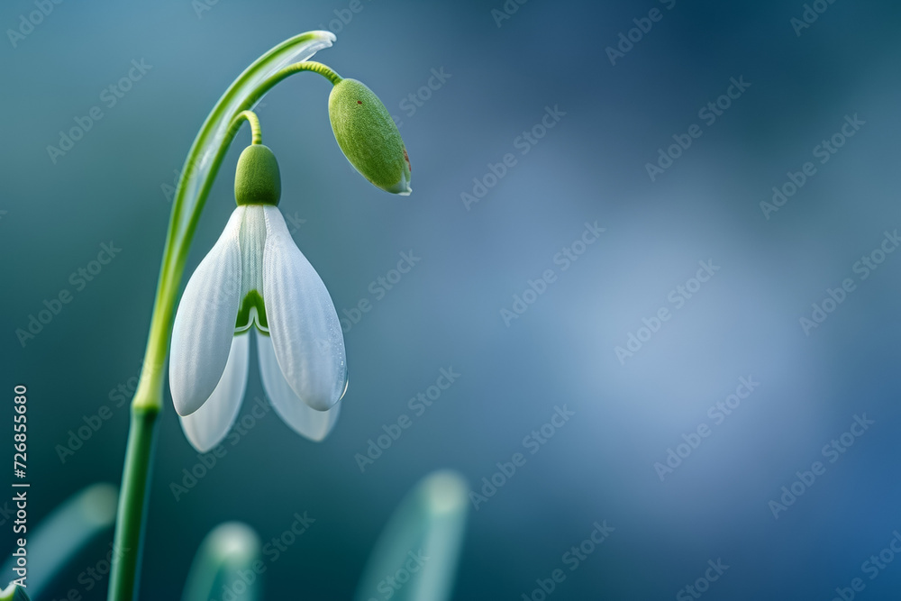 First spring flowers, snowdrop close-up. Background with selective focus and copy space First spring flowers, snowdrop close-up. Background with selective focus and copy space