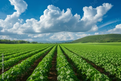 Agricultural field. Background with selective focus and copy space