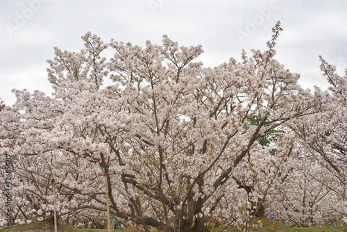 仁和寺の御室桜 © U.G. Miyasaka