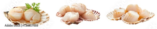 Collection of PNG. Raw scallop meat isolated on a transparent background. photo