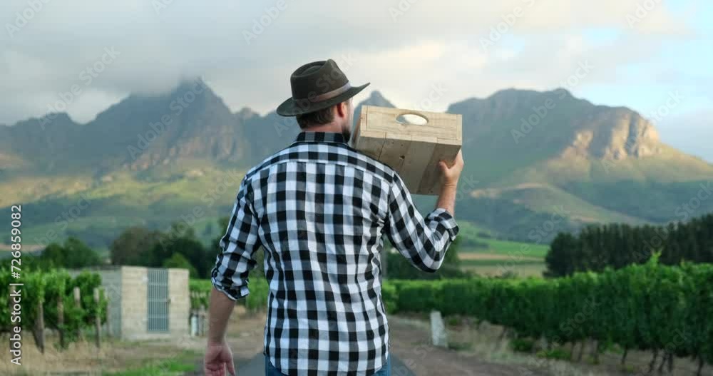 A farmer man walks through a field and vineyard near the mountains and holds a box. Confident mature farmer in agricultural field. Agro, happy or farmer on countryside field for weather A farmer man walks through a field and vineyard near the mountains and holds a box. Confident mature farmer in agricultural field. Agro, happy or farmer on countryside field for weather