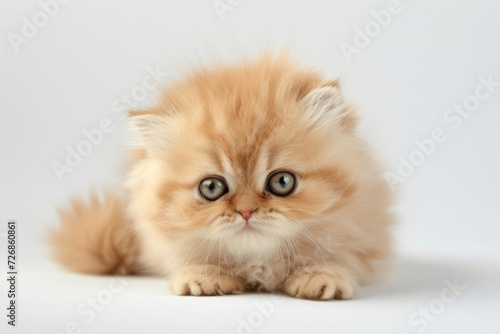 Adorable Orange Persian Kitten Gazing Curiously on a White Background