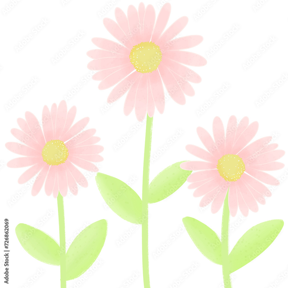 Three pink daisy flowers summer plant garden 