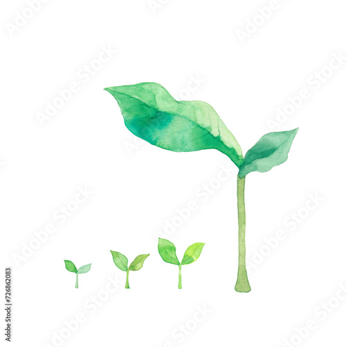 双葉の成長、素材