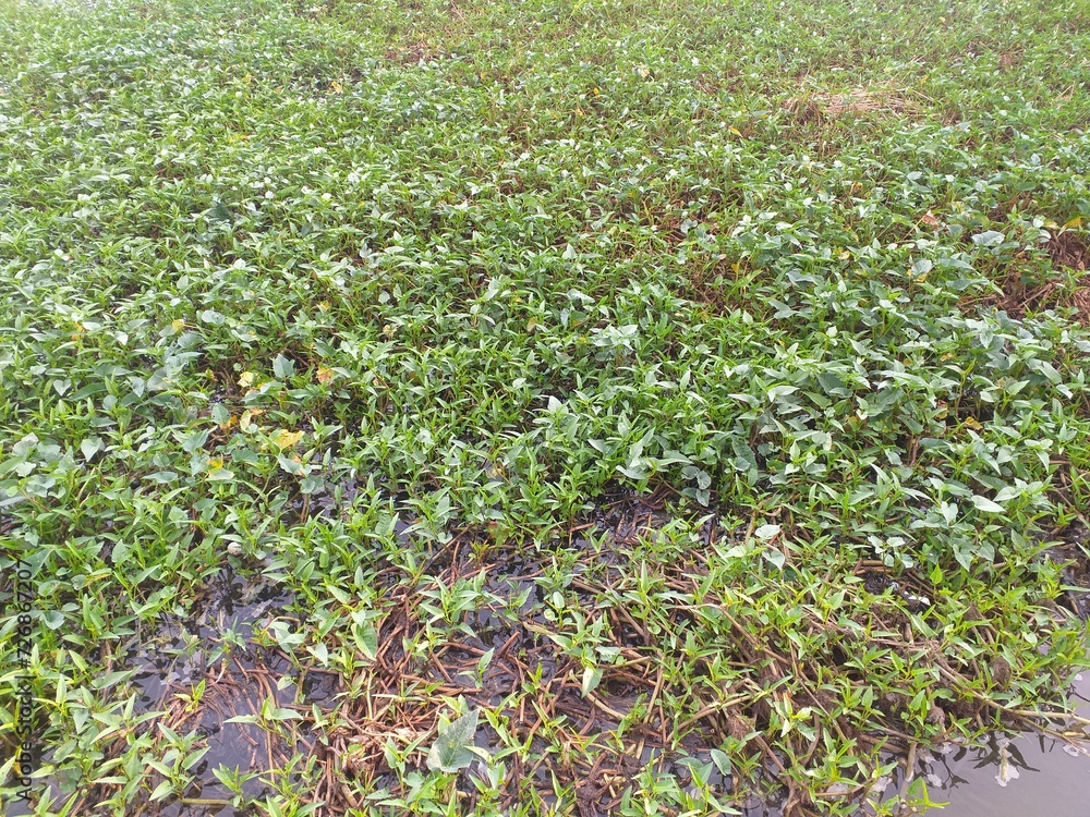 Full frame picture of water hyacinth covers the artificial lake. Shot at diagonal angle. Full frame picture of water hyacinth covers the artificial lake. Shot at diagonal angle.
