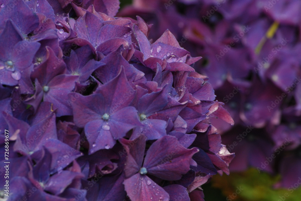 紫陽花 紫陽花