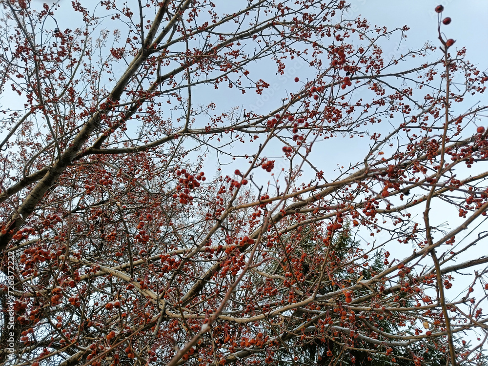tree with frozen berries in the park tree with frozen berries in the park