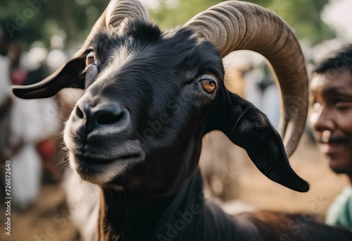 goat aladha indonesia jakarta indonesia 2020 Eid jakarta july 28 Qurban animal