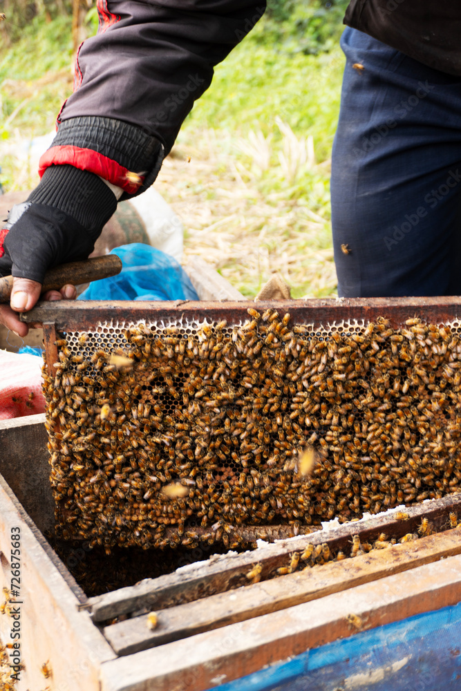 Farmer holding beehive frame with honeycomb and bees. Farmer holding beehive frame with honeycomb and bees.