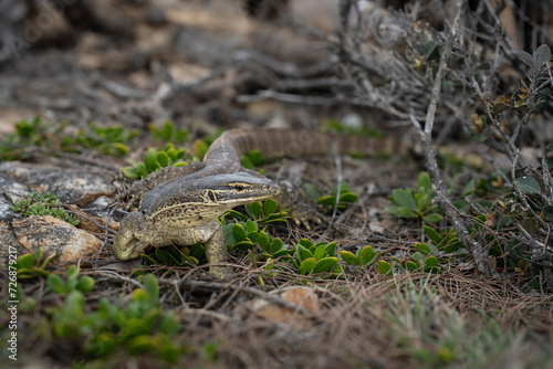 A lizard in its natural setting, Australian bushland