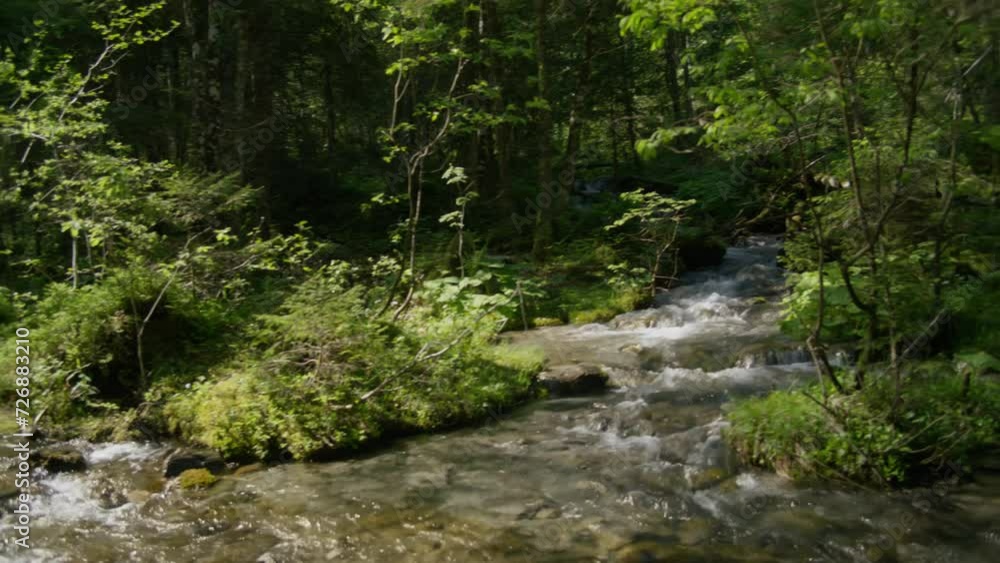 Looking Around At Deep Forest Stream in Glowing Sunlight Beautiful Nature | Grindelwald Switzerland Forest, Europe, 4K Looking Around At Deep Forest Stream in Glowing Sunlight Beautiful Nature | Grindelwald Switzerland Forest, Europe, 4K