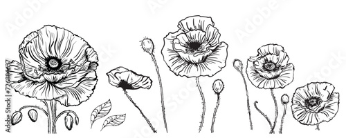 Vector drawing of poppy flowers and leaves, isolated floral elements with a black line on a white background, hand-drawn illustration of a botanist.