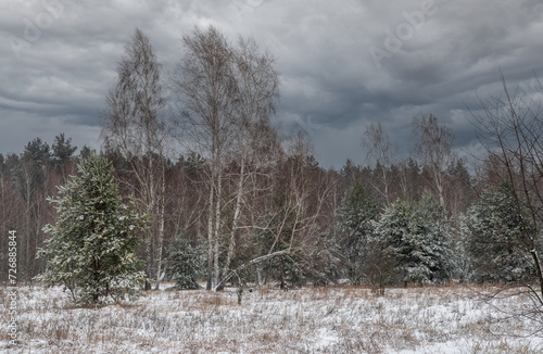 Wallpaper Mural On the outskirts of a snowy forest. Heavy clouds hung over the trees. Torontodigital.ca