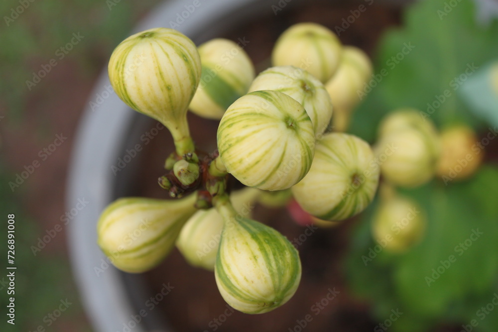 CDDR Fig Tree, Striped Tiger Fig, Ficus carica ornamental quality deciduous tree with yellow fruit striped with green, consumed fresh or dried. CDDR Fig Tree, Striped Tiger Fig, Ficus carica ornamental quality deciduous tree with yellow fruit striped with green, consumed fresh or dried.