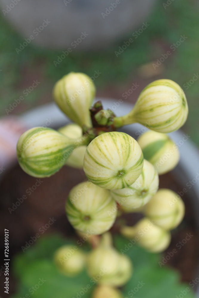 CDDR Fig Tree, Striped Tiger Fig, Ficus carica ornamental quality deciduous tree with yellow fruit striped with green, consumed fresh or dried. CDDR Fig Tree, Striped Tiger Fig, Ficus carica ornamental quality deciduous tree with yellow fruit striped with green, consumed fresh or dried.