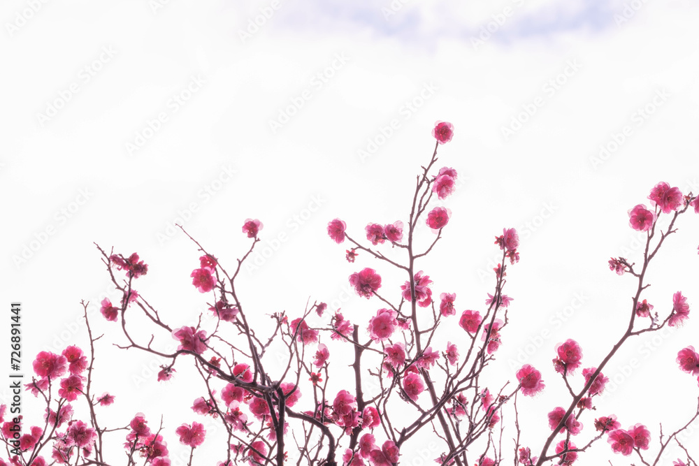 Fototapeta premium 兵庫県神戸市の岡本梅林公園の梅の花。