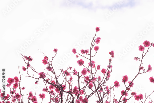 兵庫県神戸市の岡本梅林公園の梅の花。