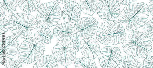 leaves of monstera plant. Ornamental plants in line art on a white background. Tropical plants that are popularly used as decorations for their beauty. photo